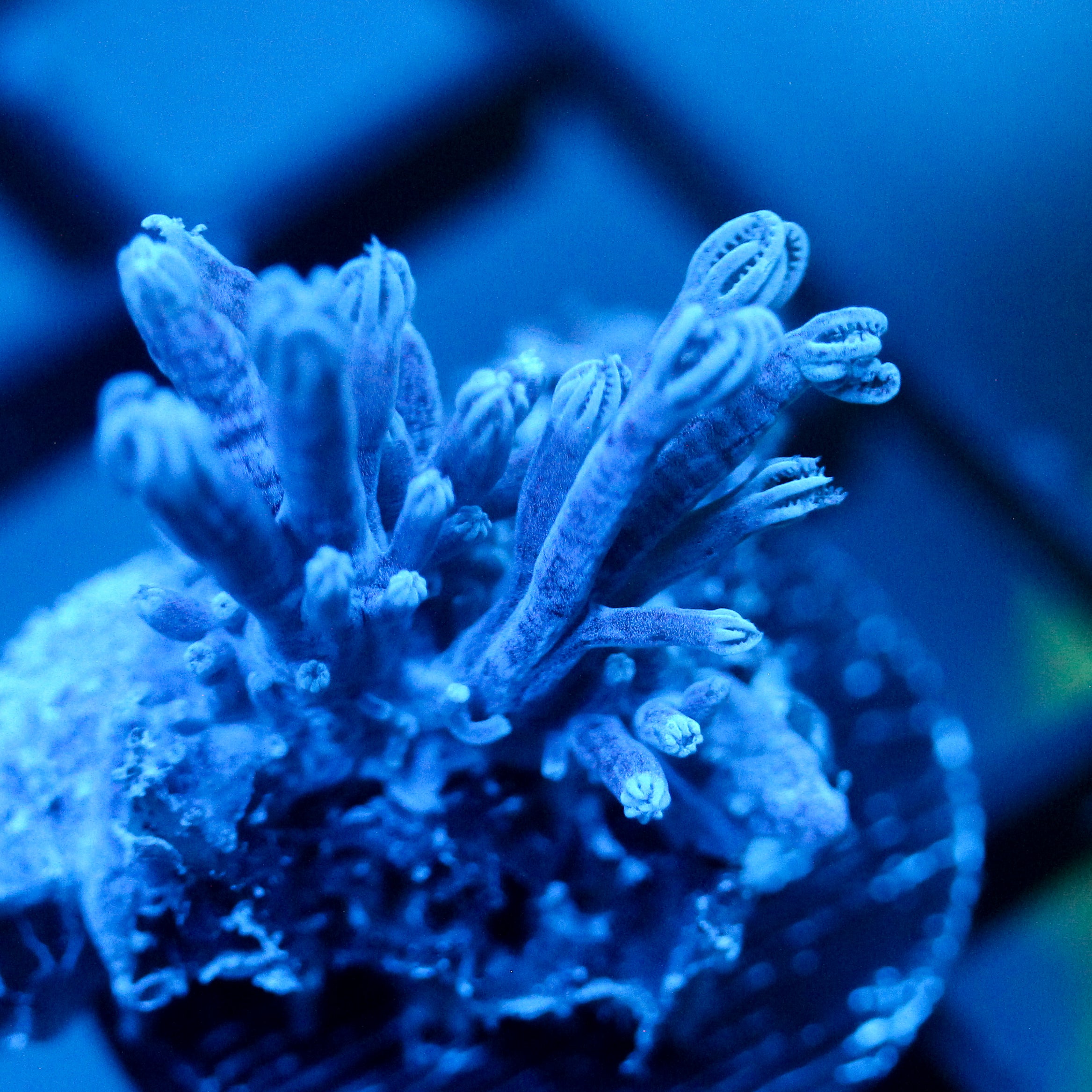 JC Long Polyp Leather Coral