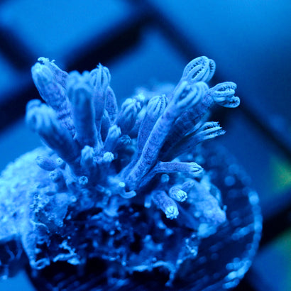 JC Long Polyp Leather Coral