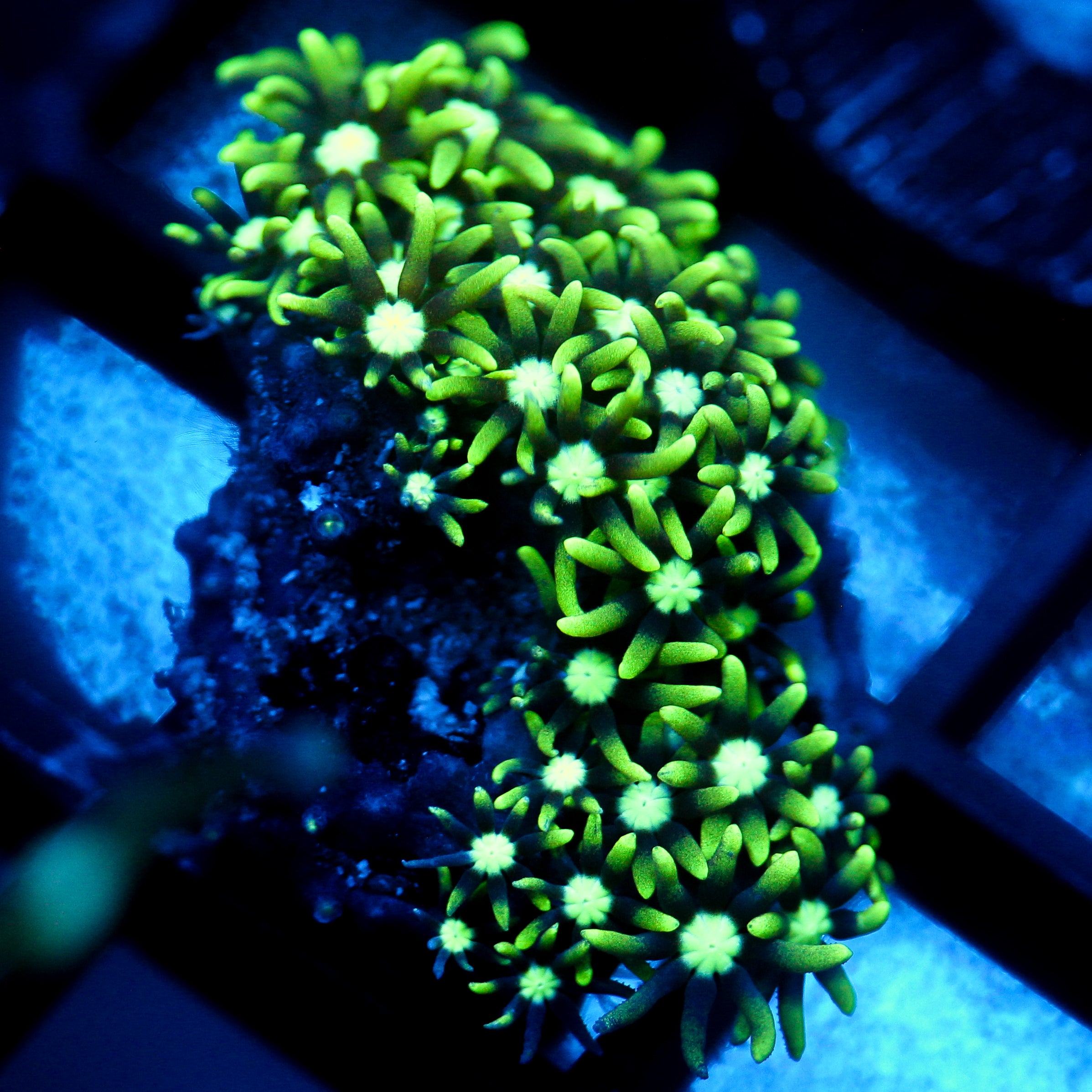 JC Star Polyp
