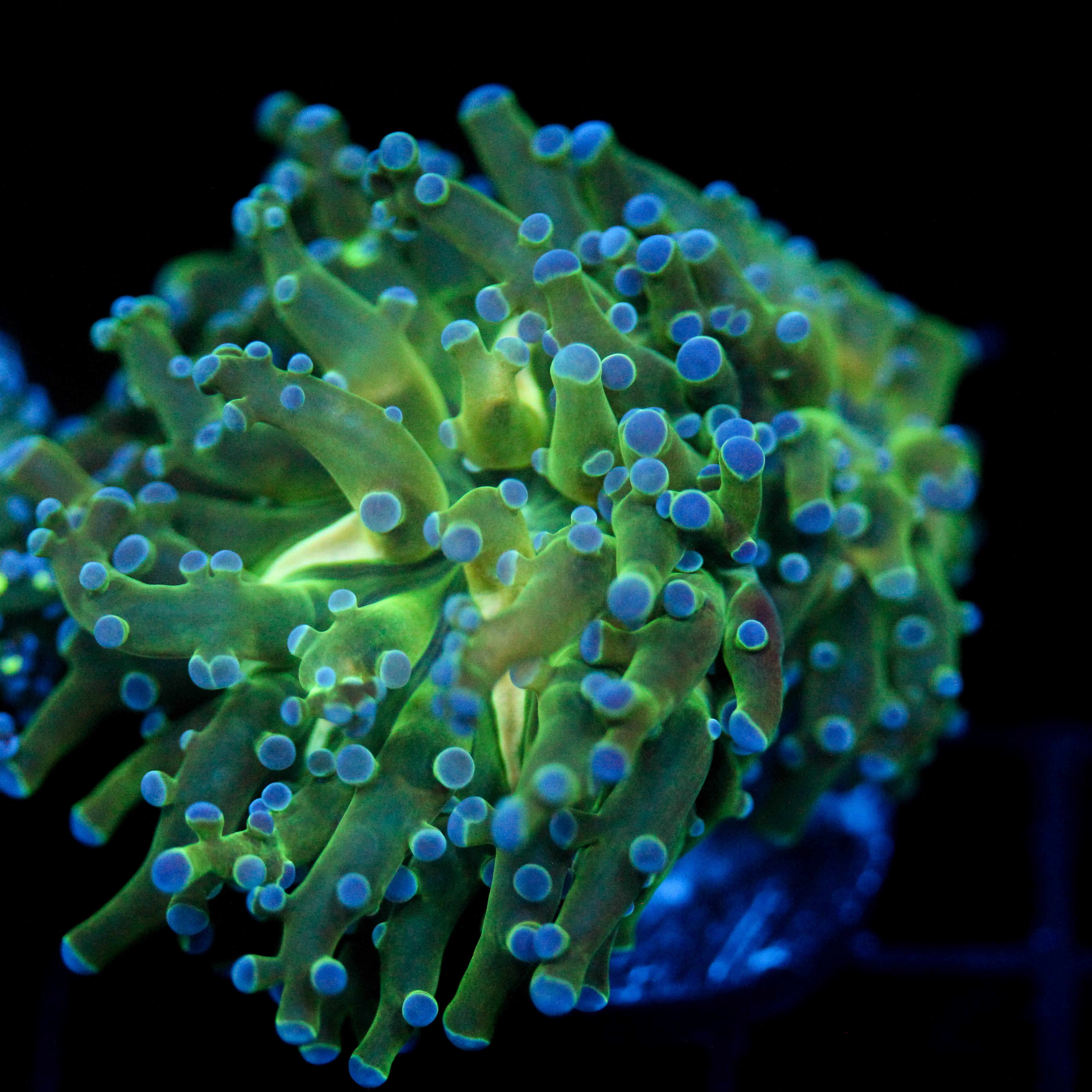 JC Deep Glow Octo
