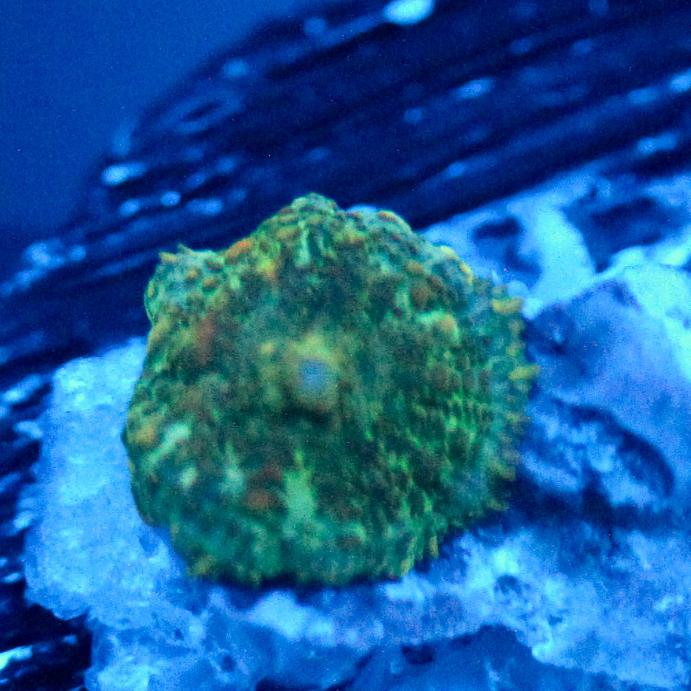 JC Baby Greens Rhodactis