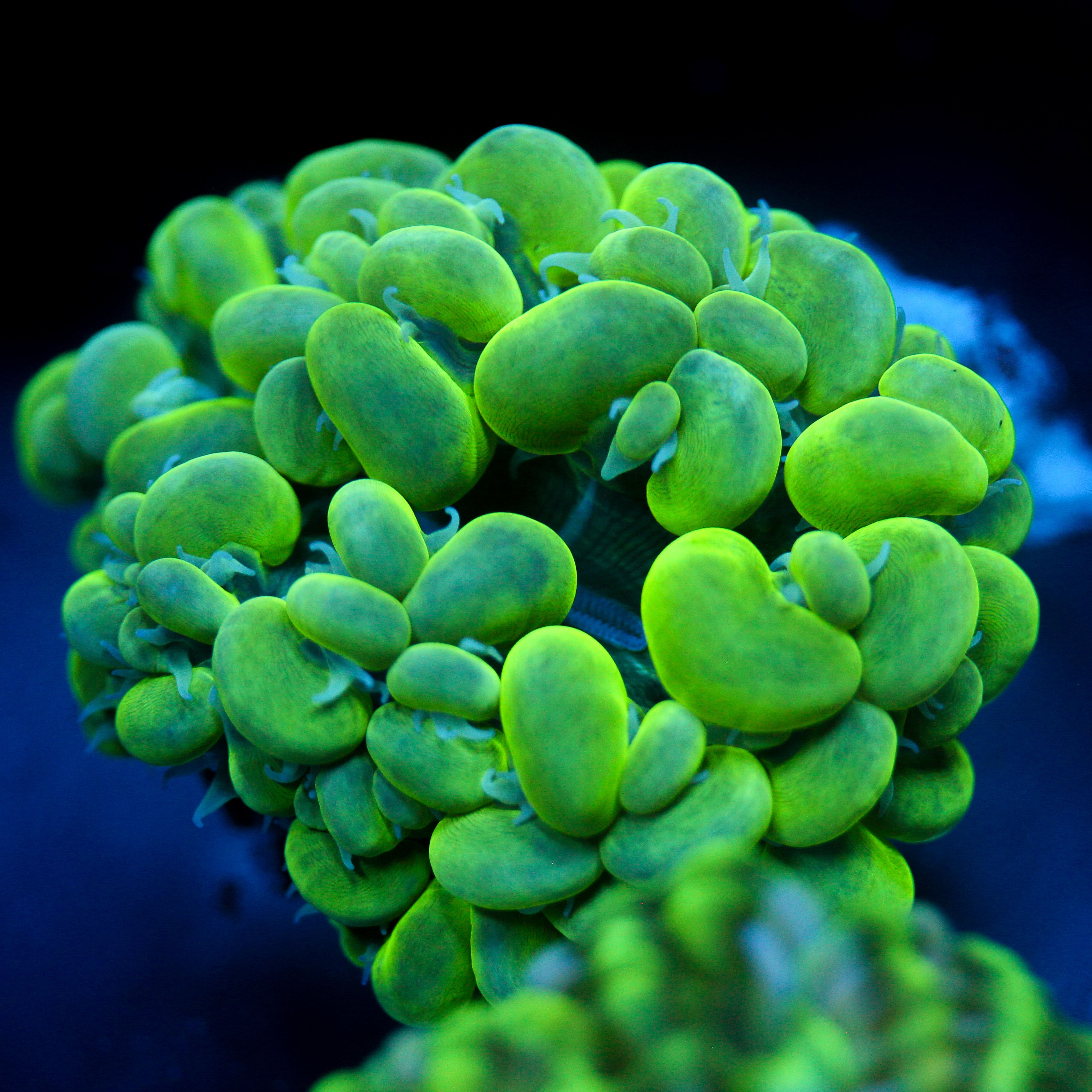 JC Neon Green Bubble Coral 2"+