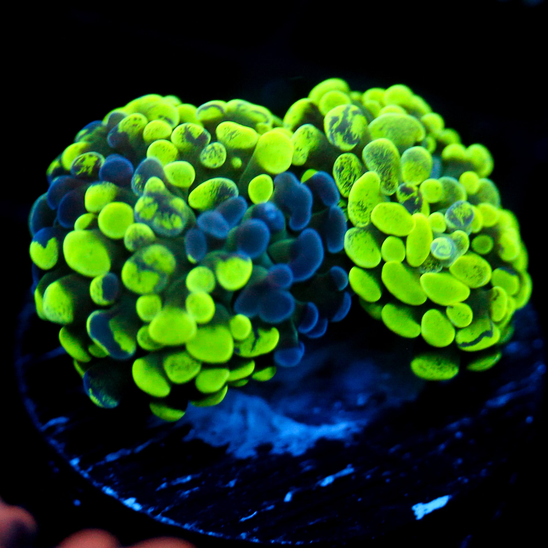 JC Neon Splatter Hammer