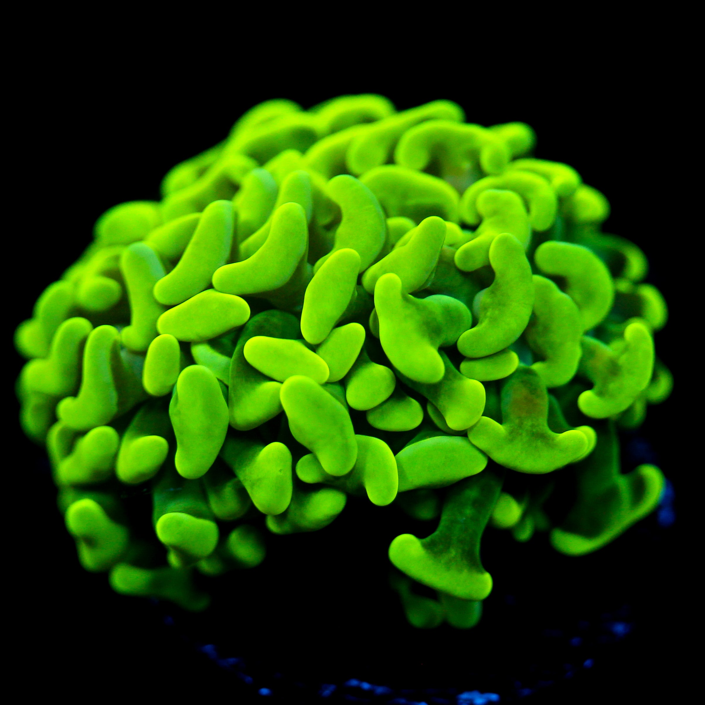 JC Neon Green Hammer