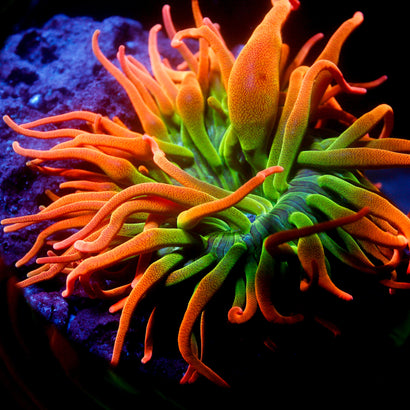 JC 100% Aquacultured CSB Anenome