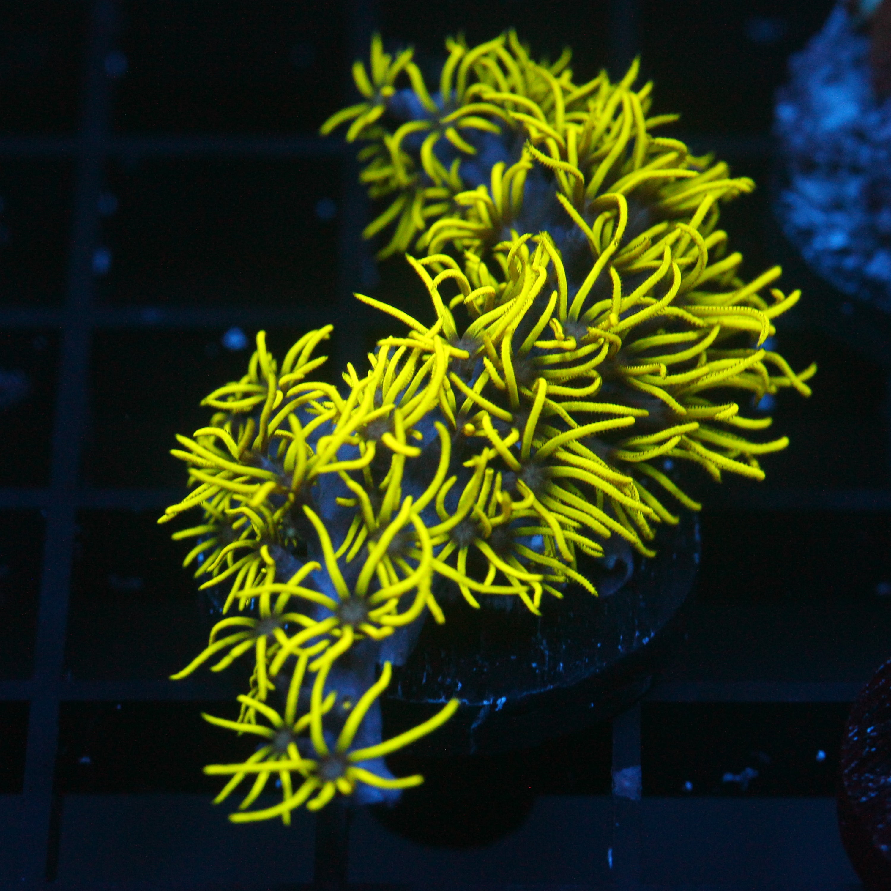 JC Lime Wire Gsp