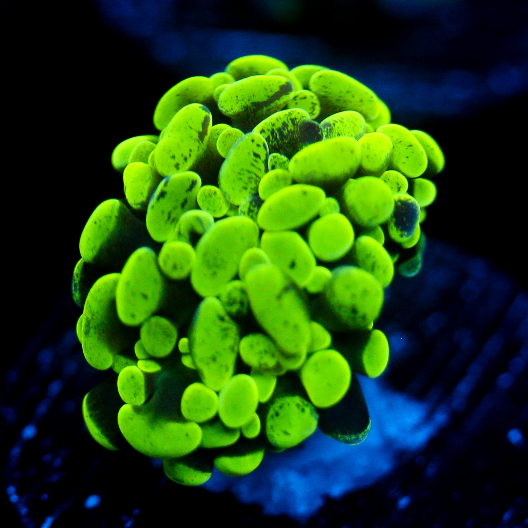 JC Neon Hammer
