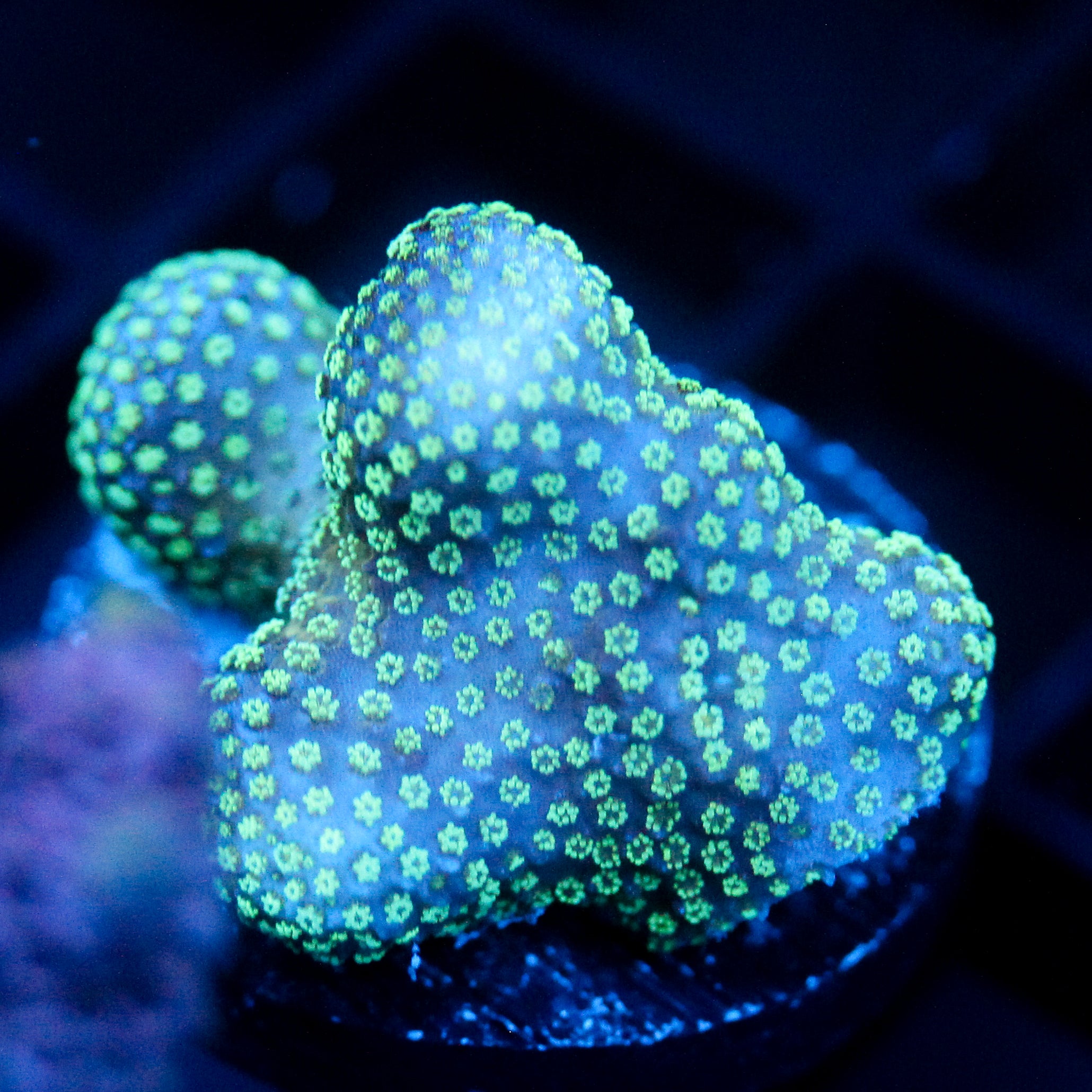 JC Neon Green Styloporah