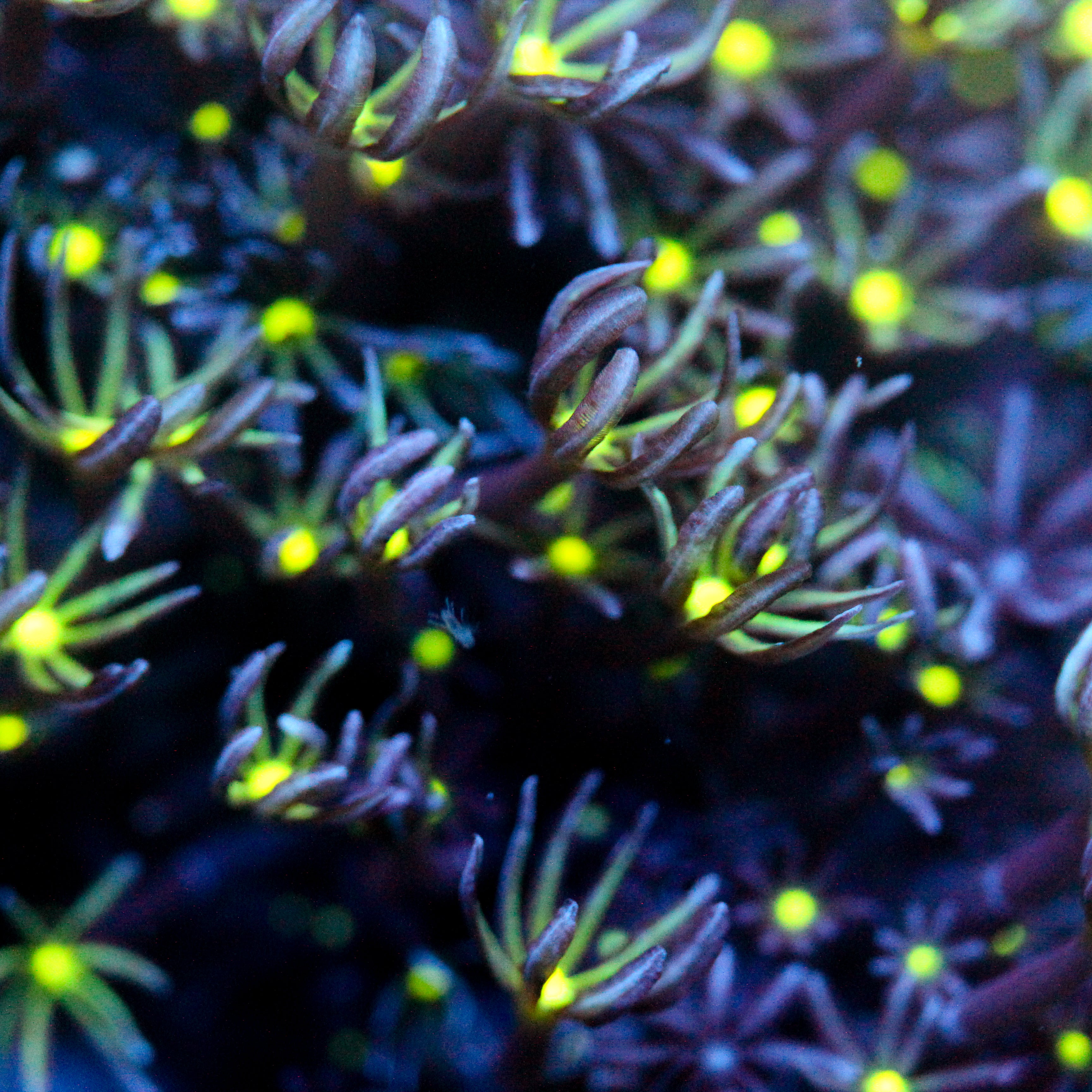JC Enchantress Polyp Coral