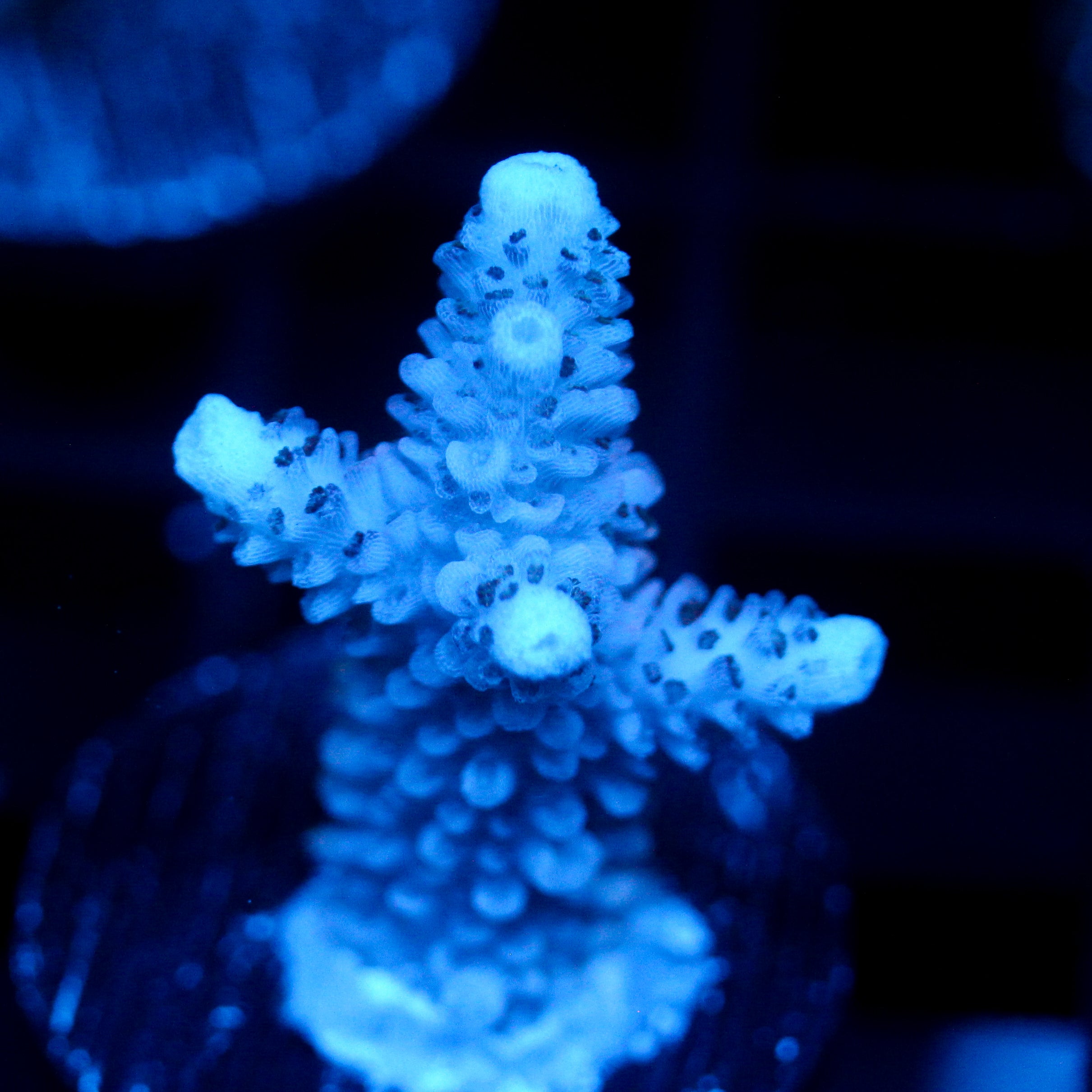 JC Blue Bolt