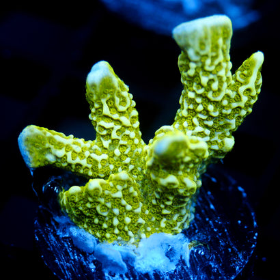 JC Irradiated Digi Monti