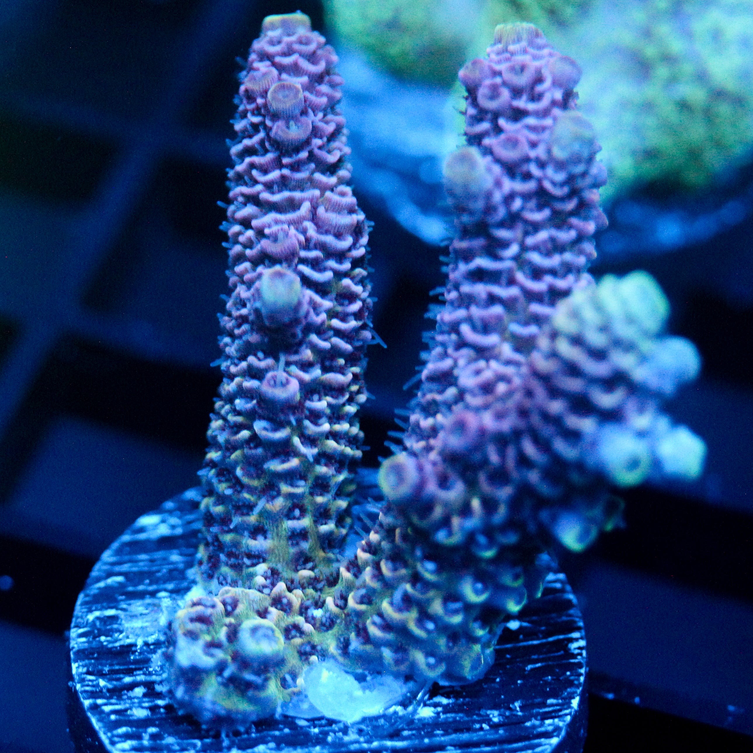 JC Purple Pillars