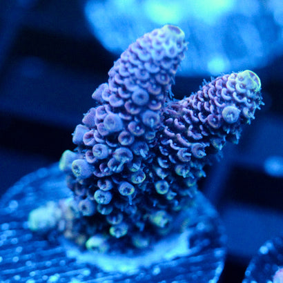 JC Purple Monster