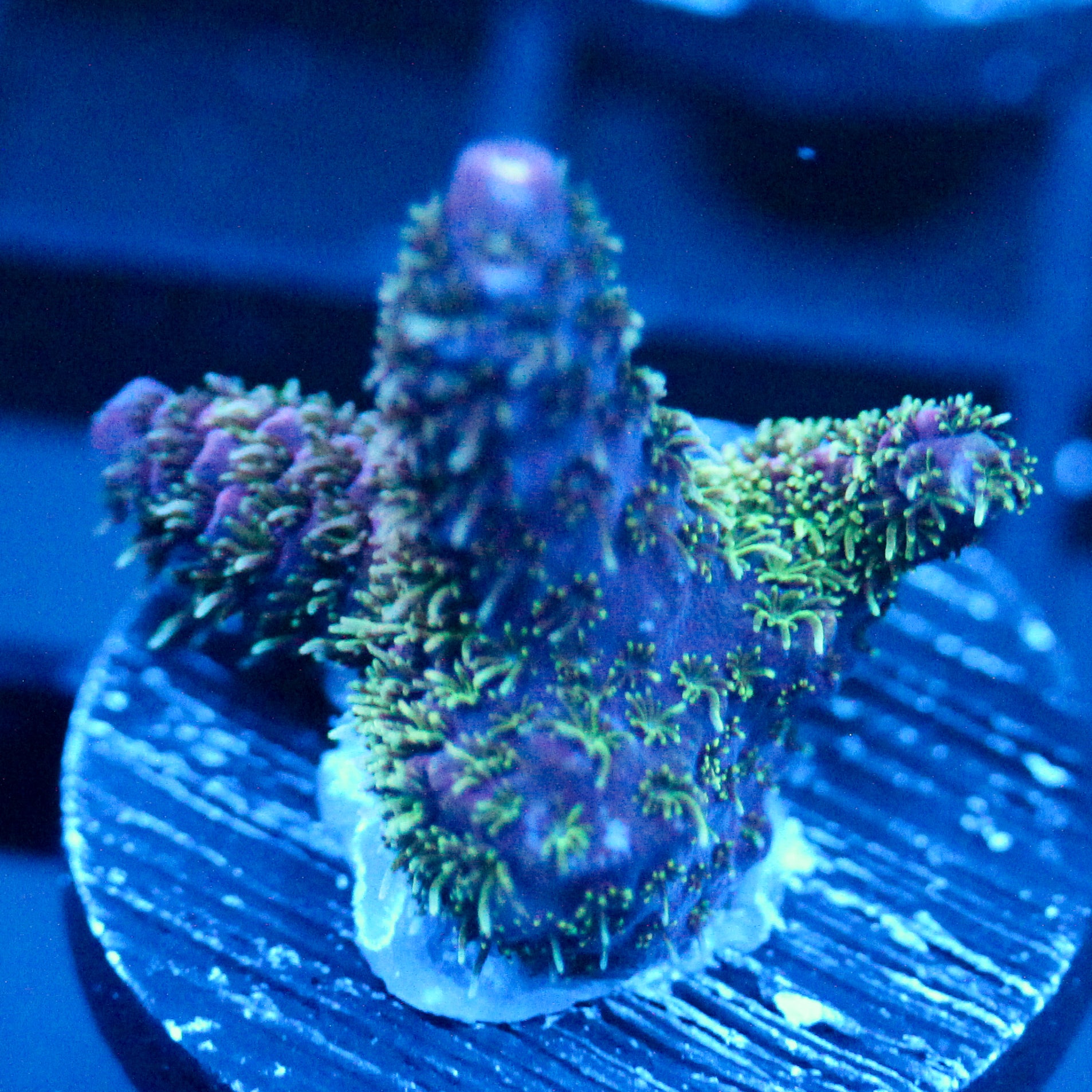 JC Royal Grass