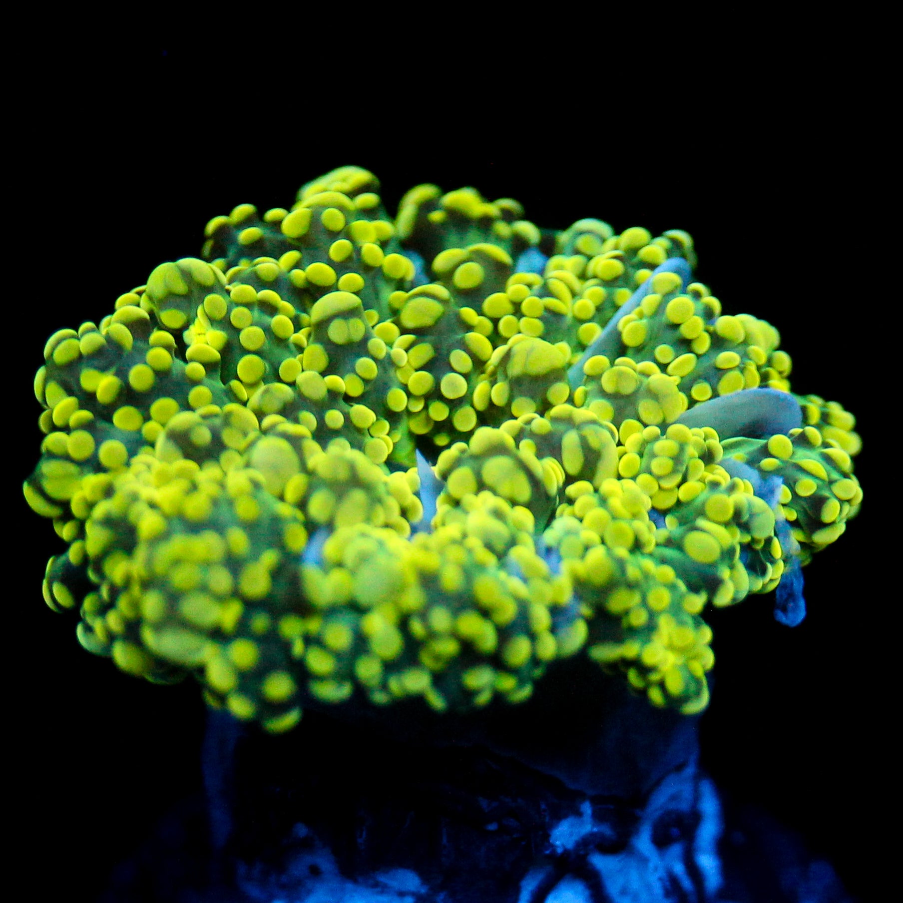 JC Neon Green Coto