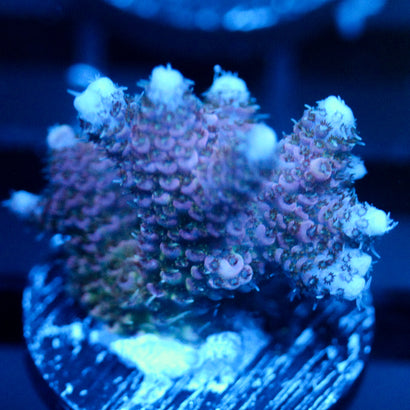 JC Purple Wall