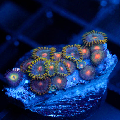 JC Zoa Garden Seed