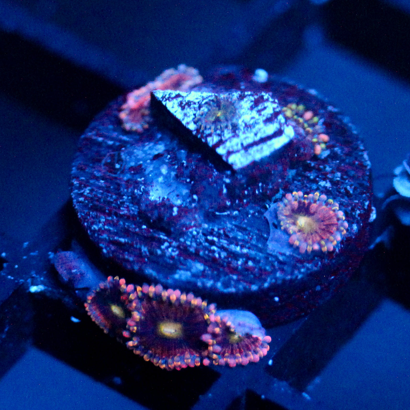 JC Bozo's Birthday Zoanthid