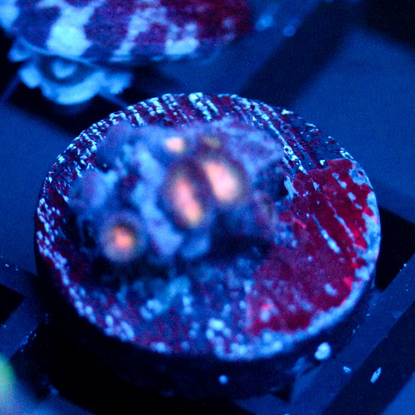 JC Peach Bellini Zoanthid