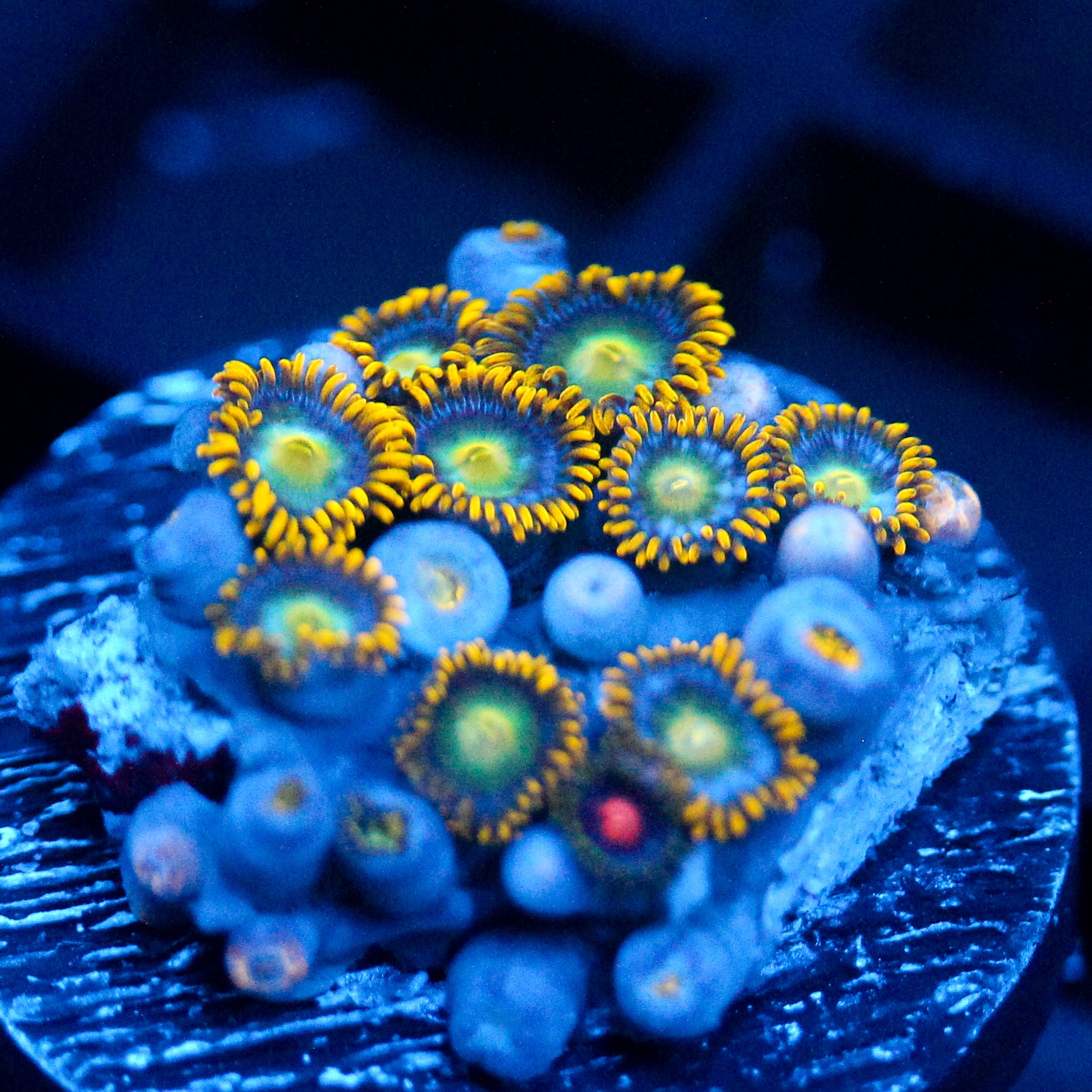 JC Saturn Zoanthid