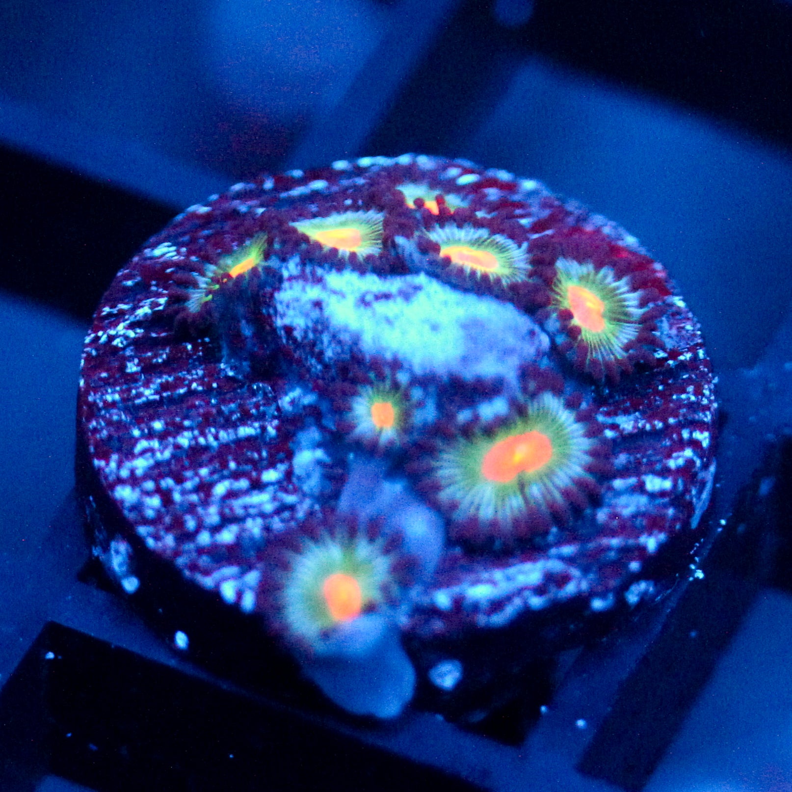 JC Blue Raven Zoanthid