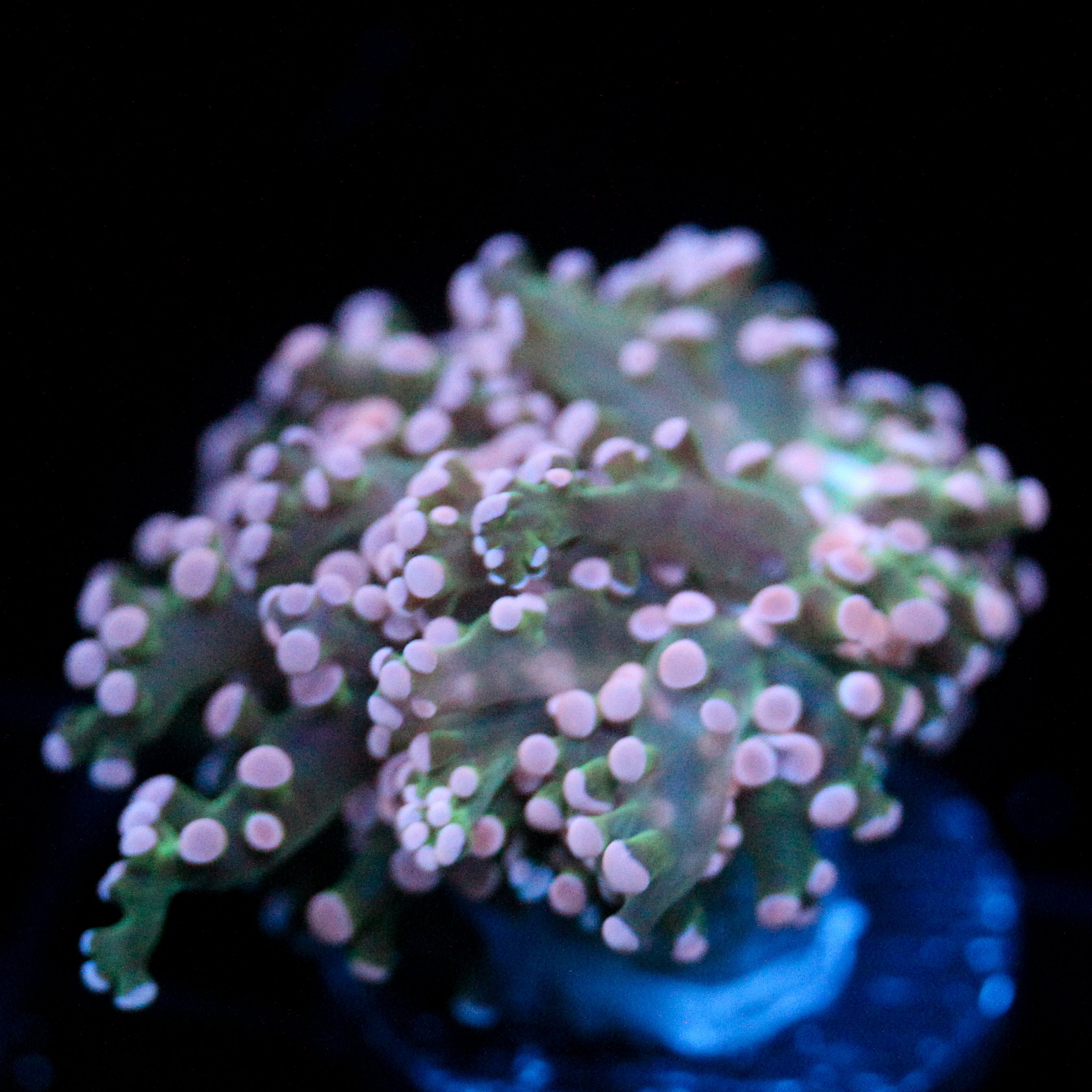 JC Pink Tip Octo