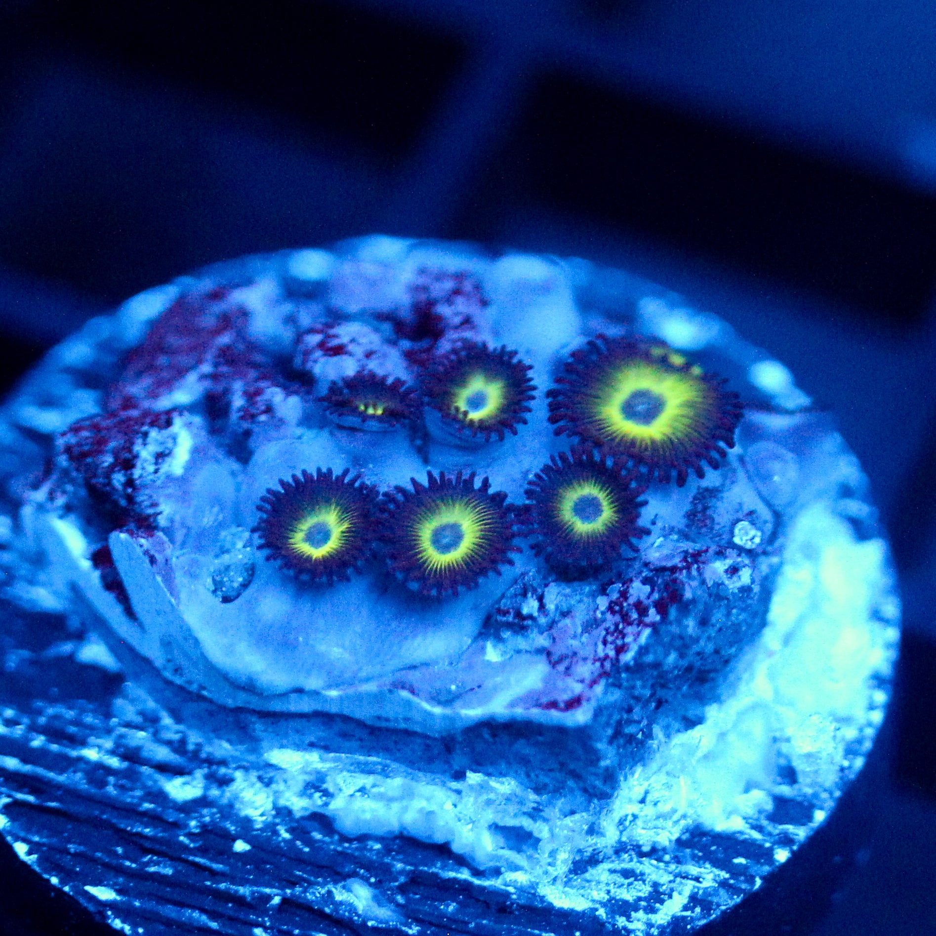 JC Granny Smithers Zoanthid