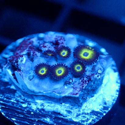 JC Granny Smithers Zoanthid