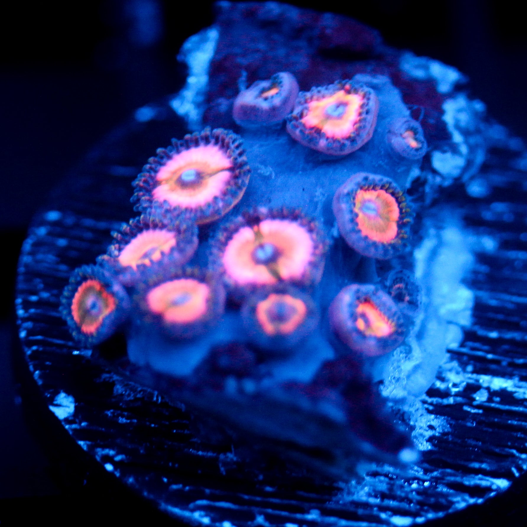 JC Pretty in Pink Zoanthid
