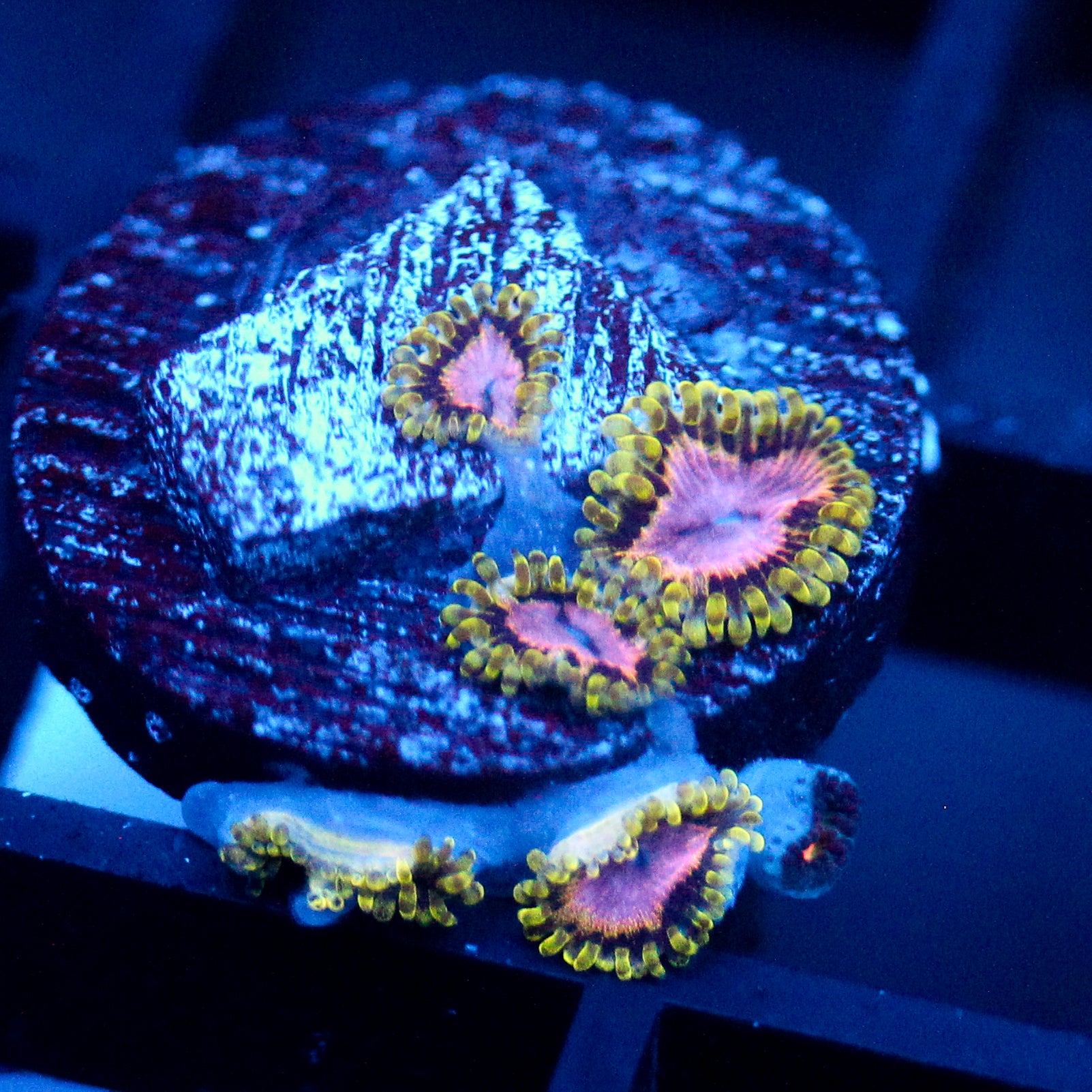 JC Purple Monster Zoanthid