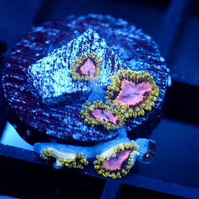 JC Purple Monster Zoanthid