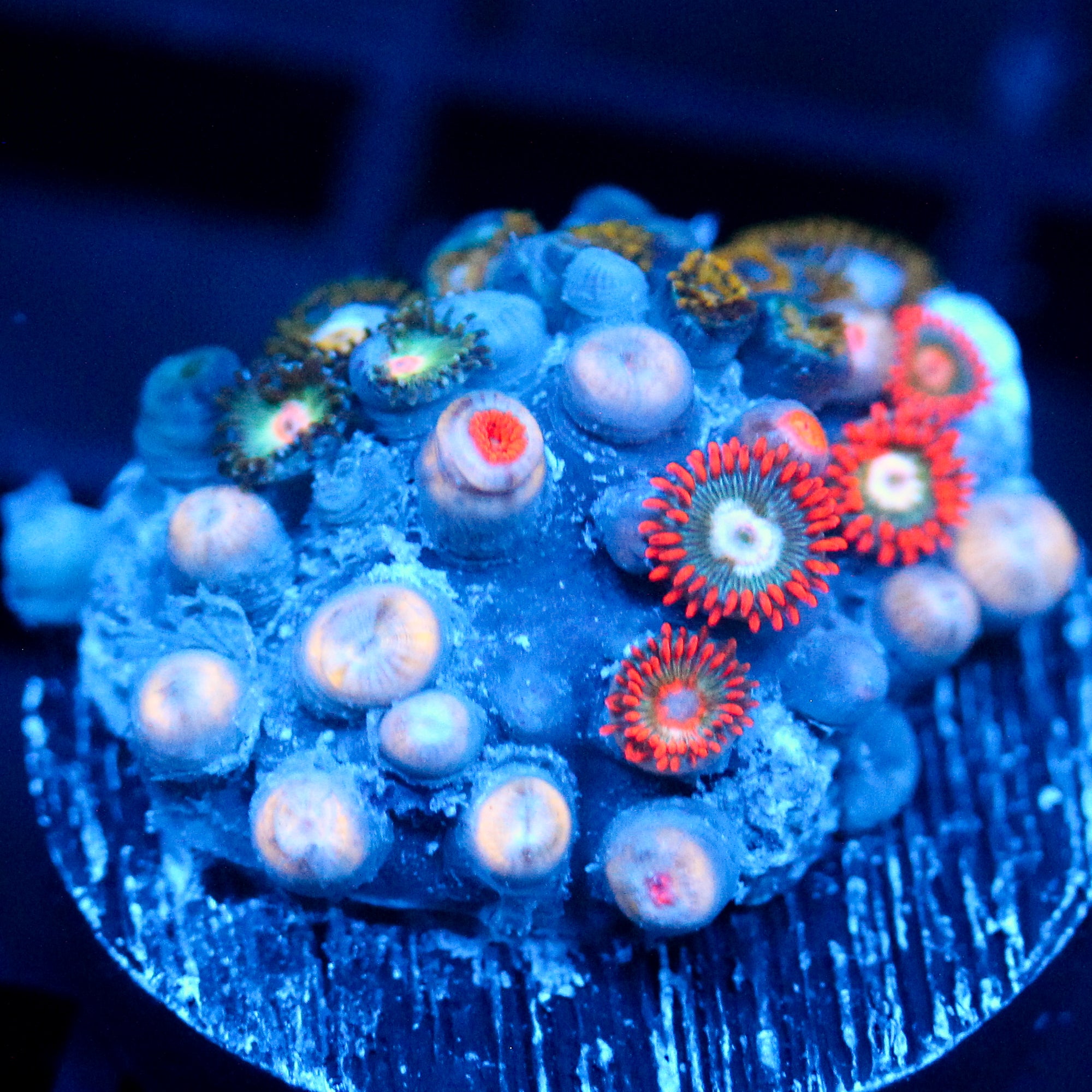 JC Edge of Reality Zoanthid Mix