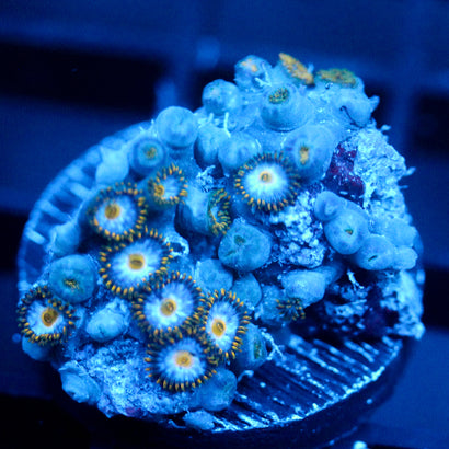 JC Typhoon Zoanthid