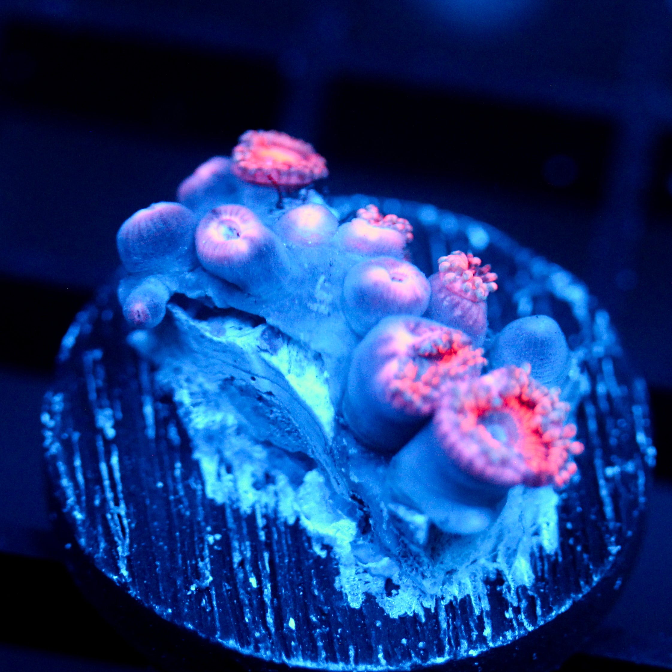 JC Terrorizer Zoanthid