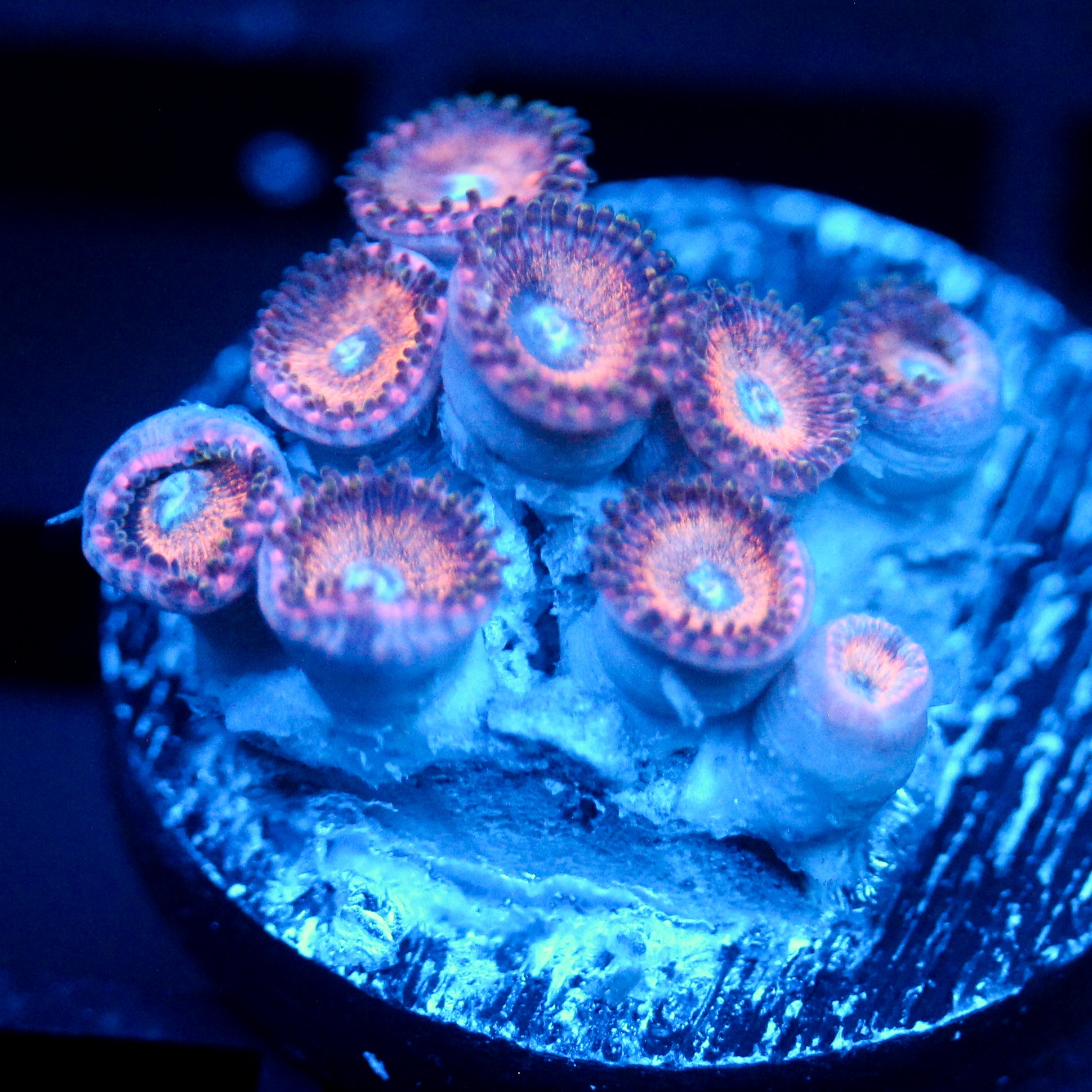 JC Princess Peach Zoanthid