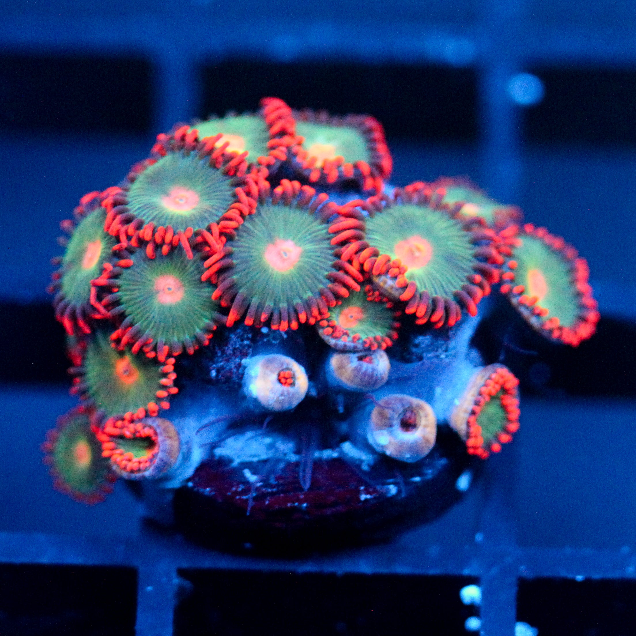 JC Gatorade Zoanthids