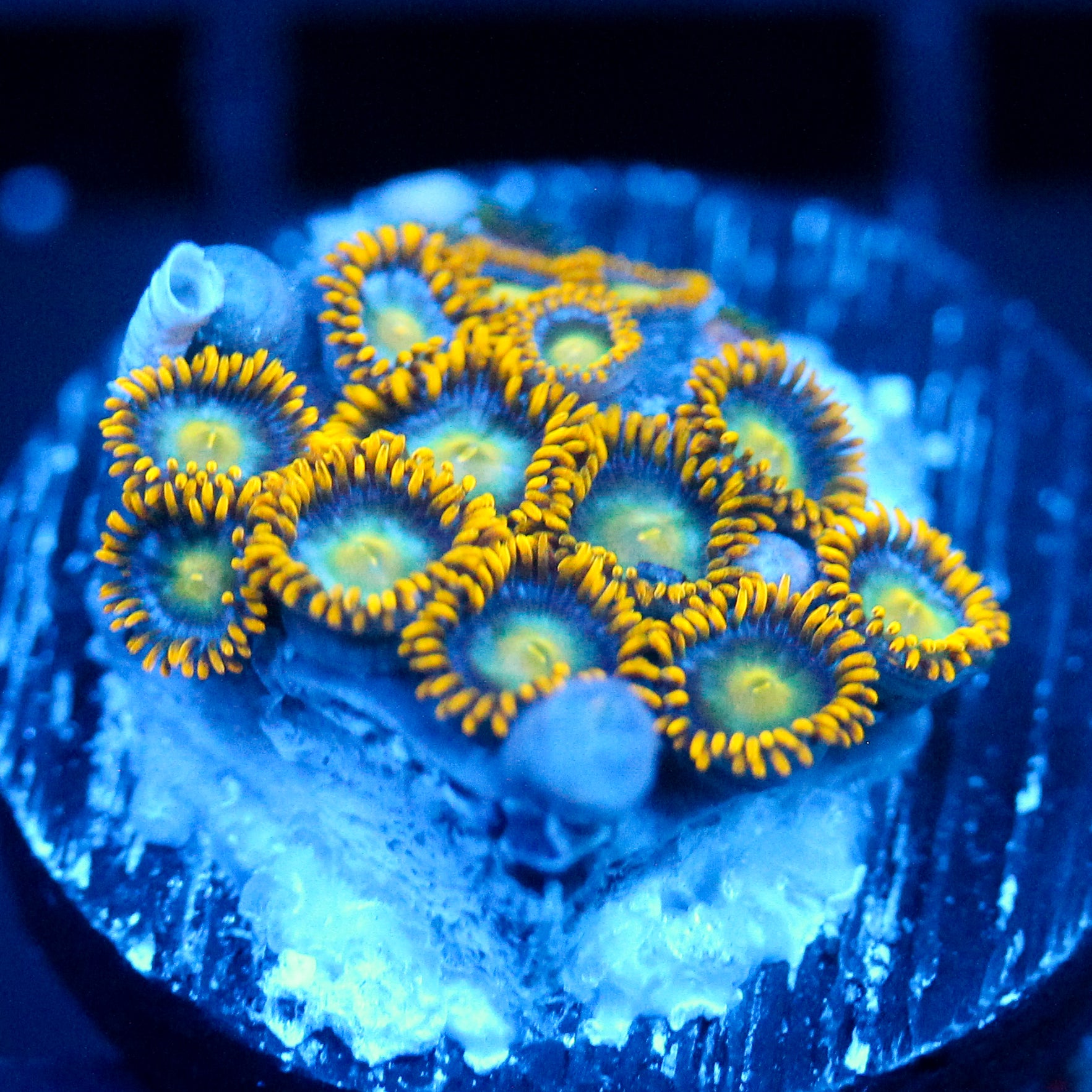 JC Saturn Zoanthid