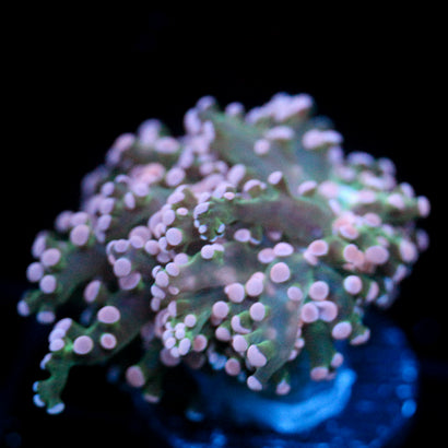 JC Pink Tip Octo