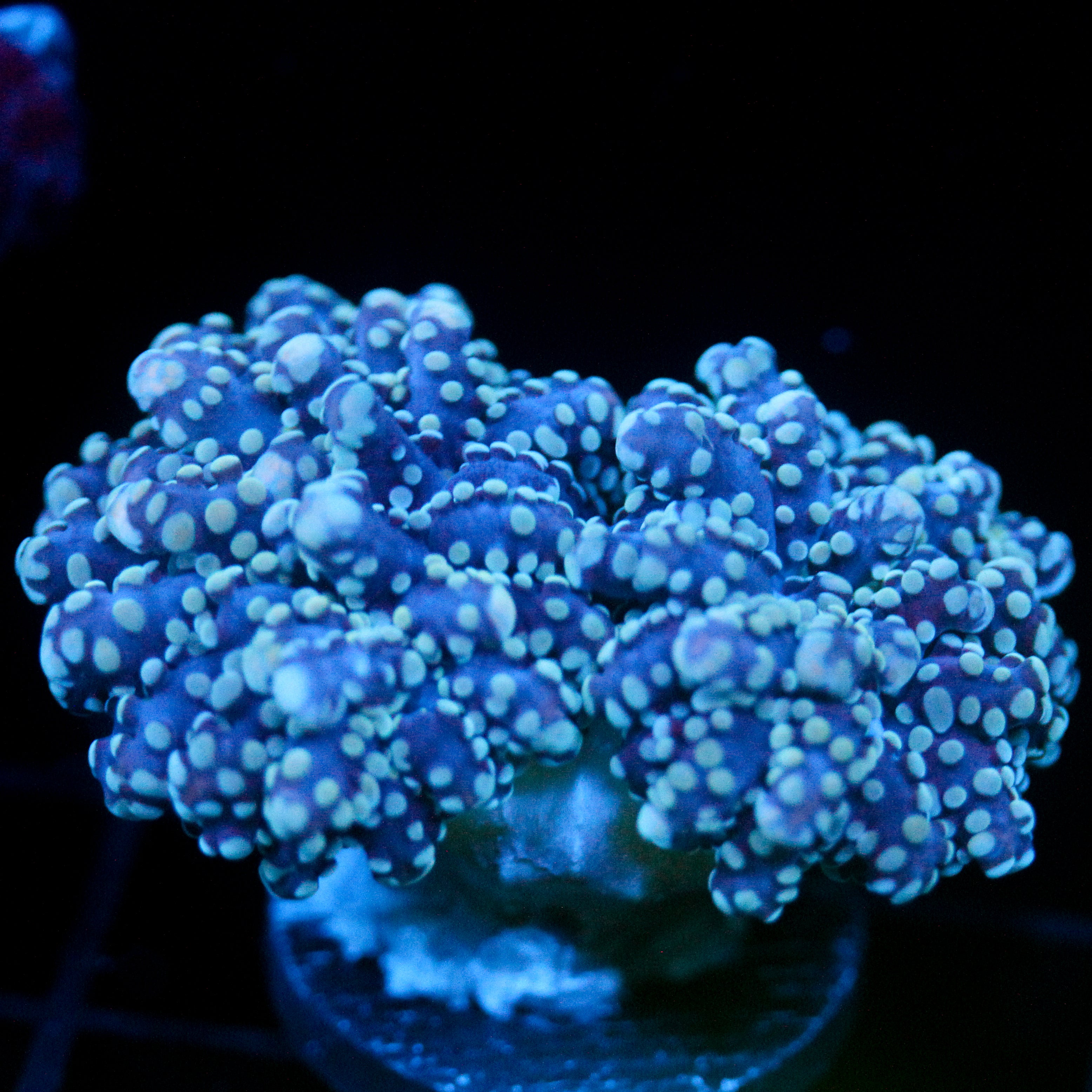 JC Frozen Octo