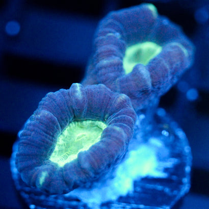 JC Mint Center Candy Cane Coral