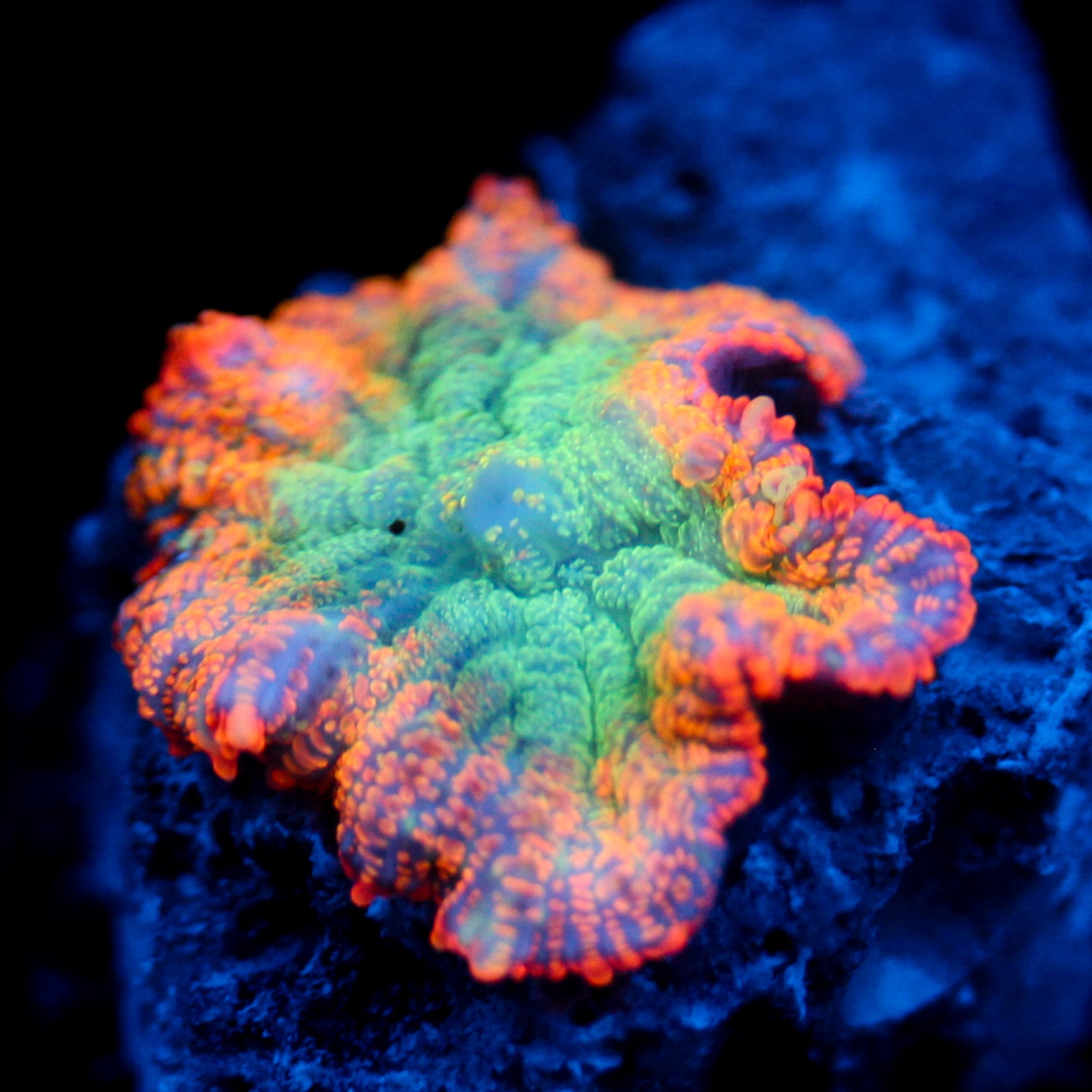 JC Orange Crush Rhodactis