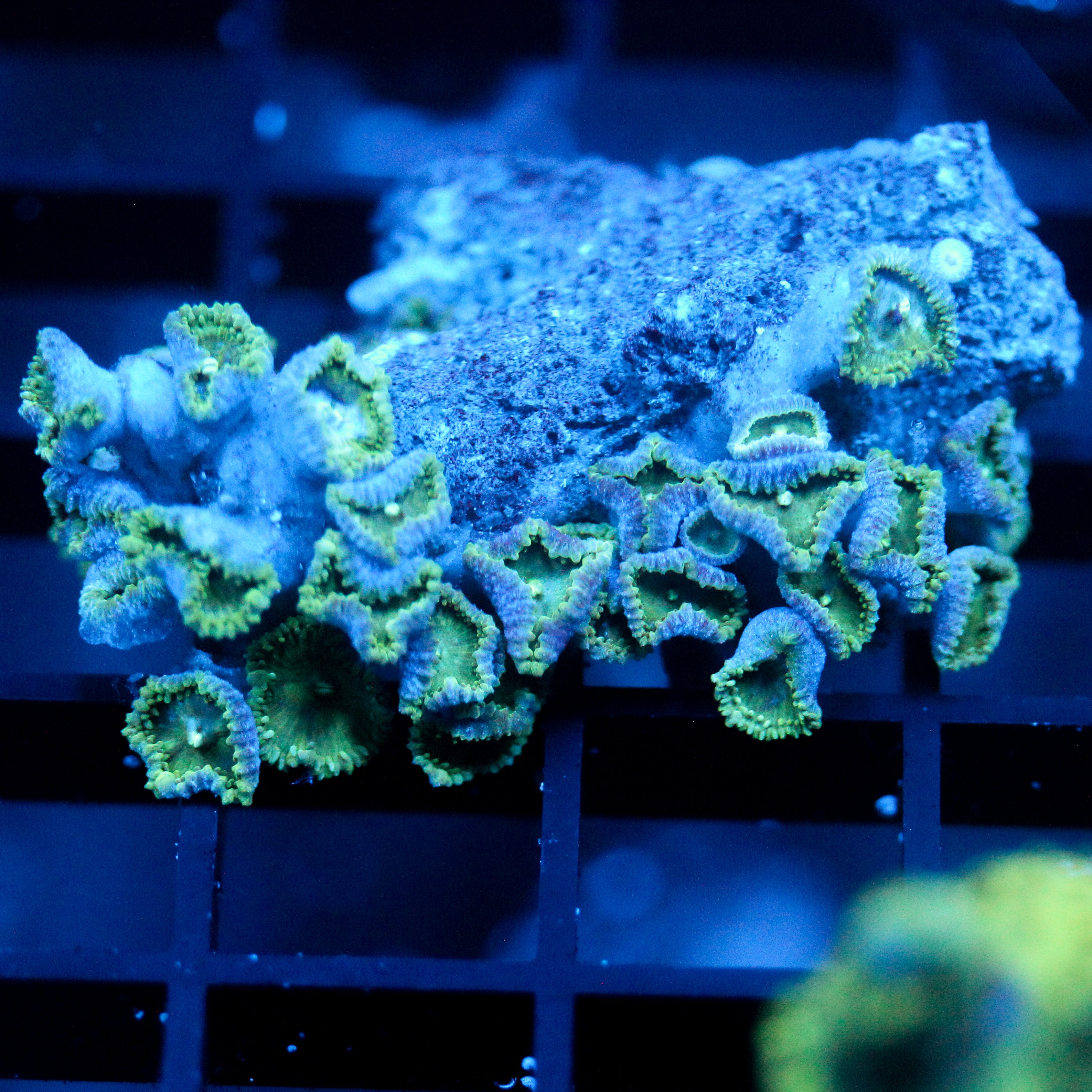JC Minty Palythoa Chunk