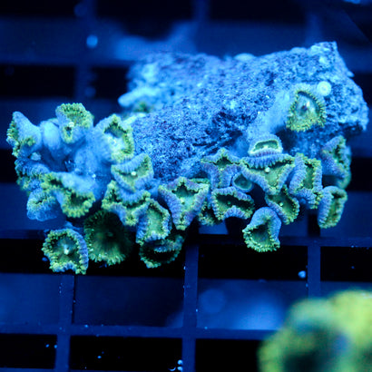 JC Minty Palythoa Chunk