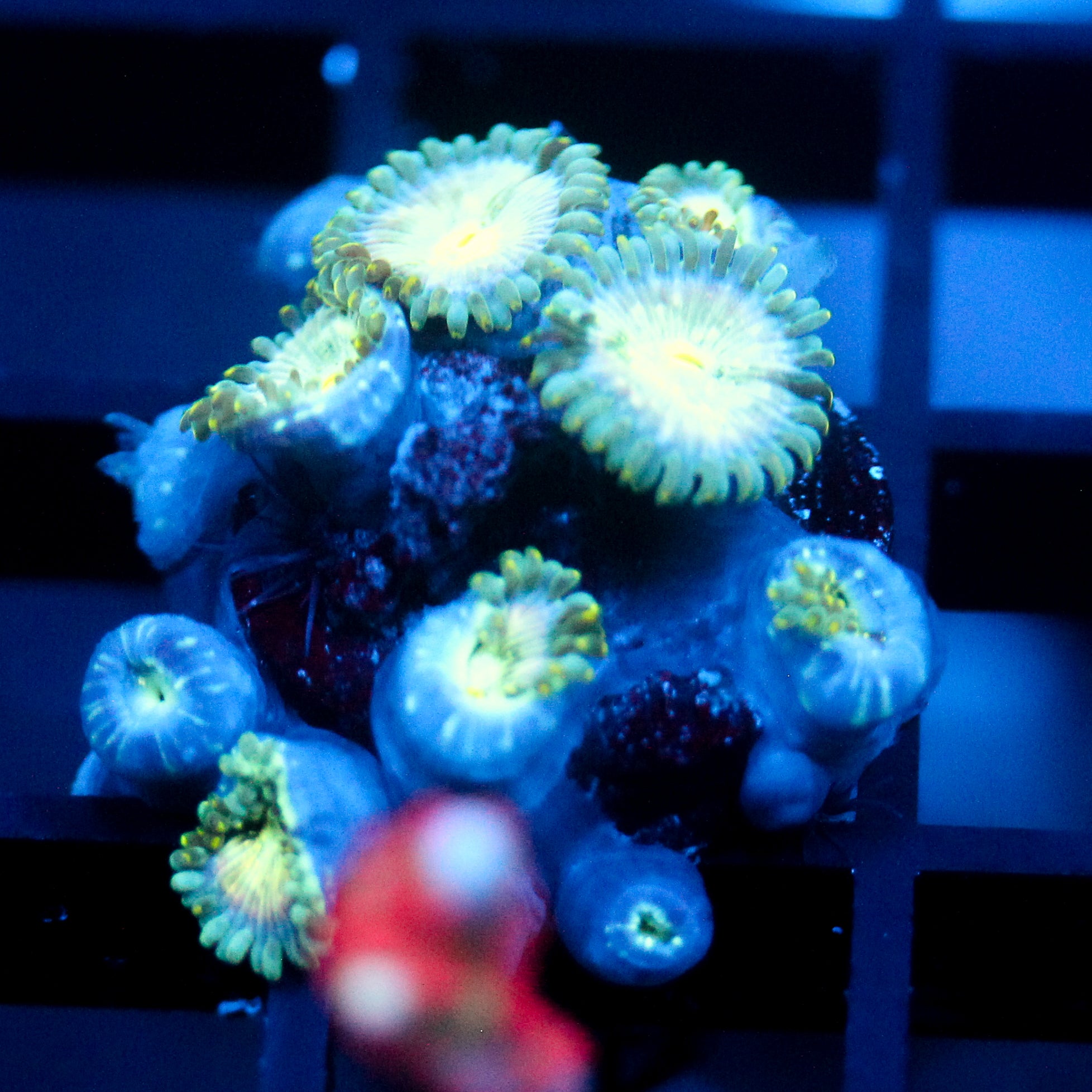 JC Hawaiian Ding Dang Zoanthid