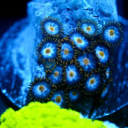 JC Sin of Pride Zoanthid