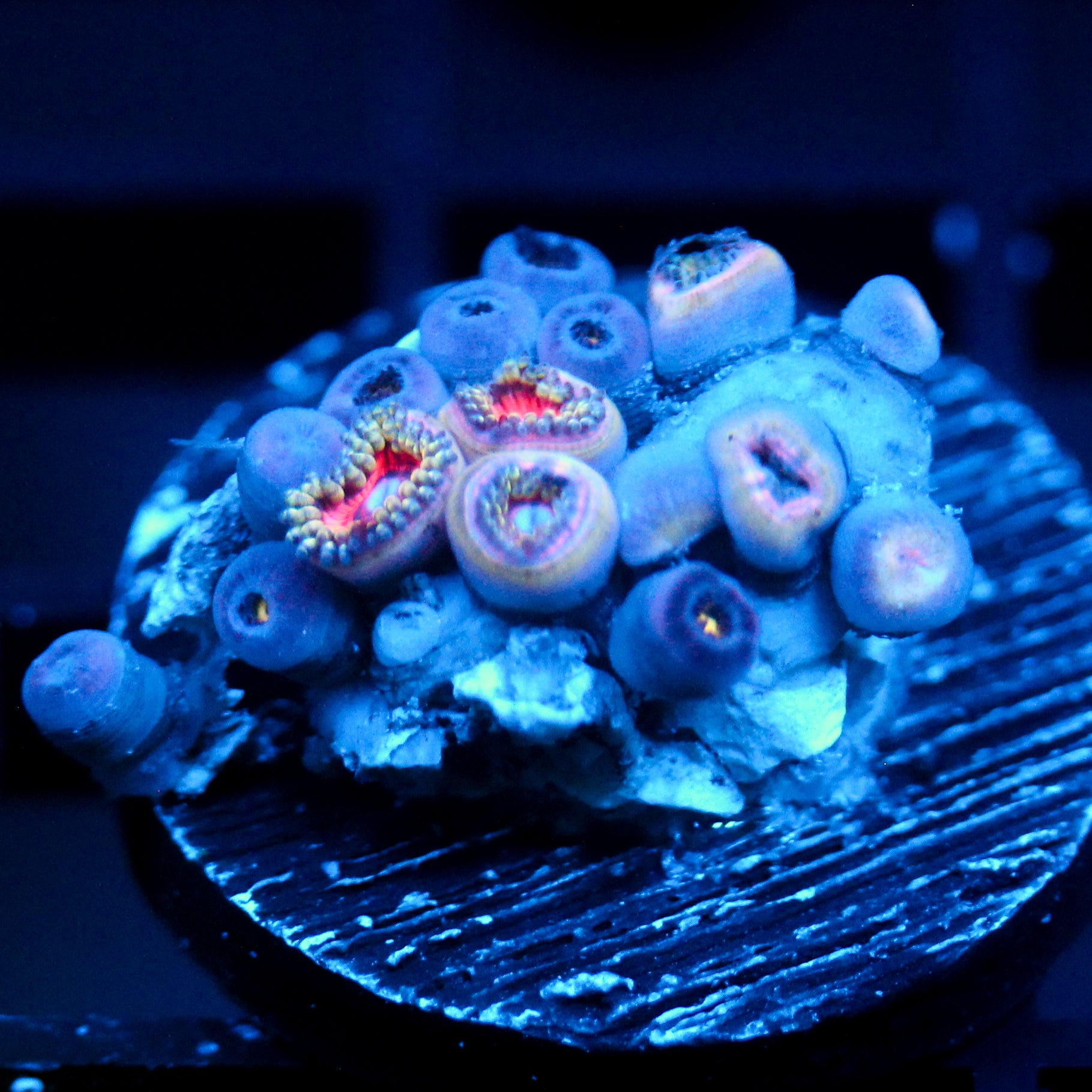 JC Zoa Garden Seed