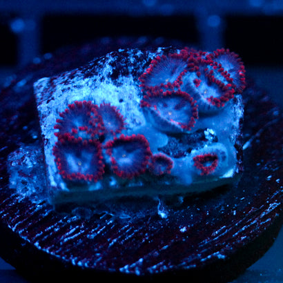JC Nova Zoanthid