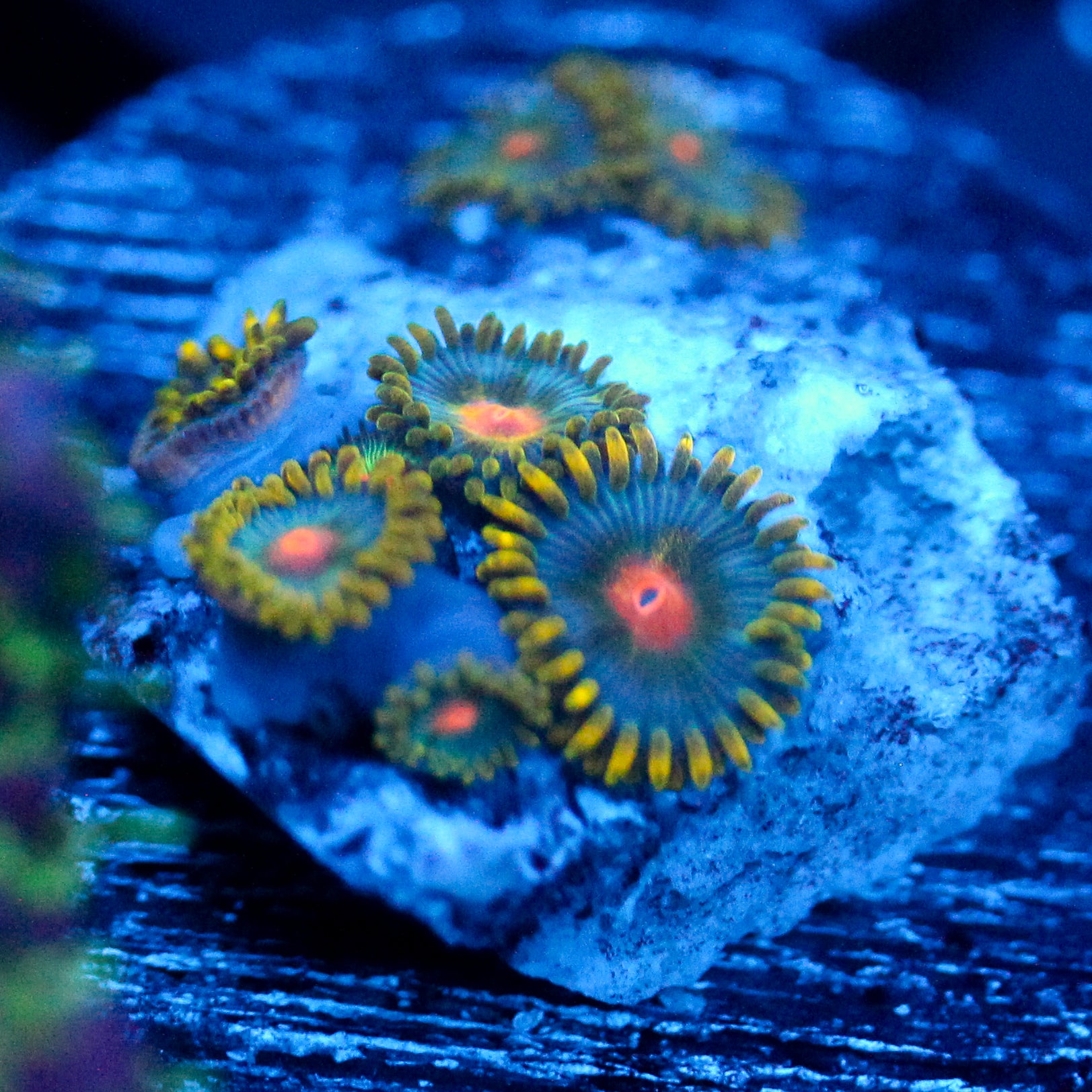 JC Demon Zoanthid