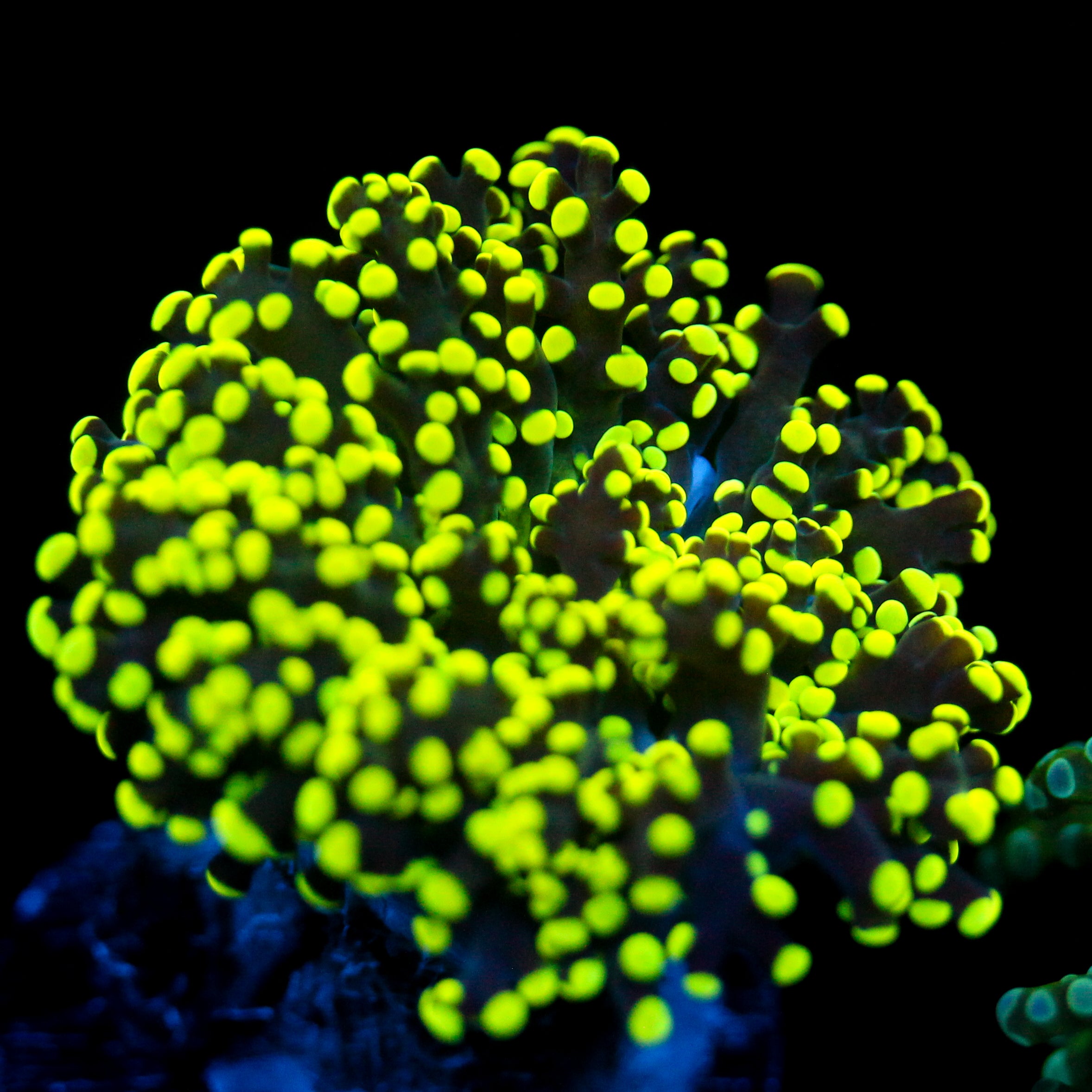JC Yellow Octo