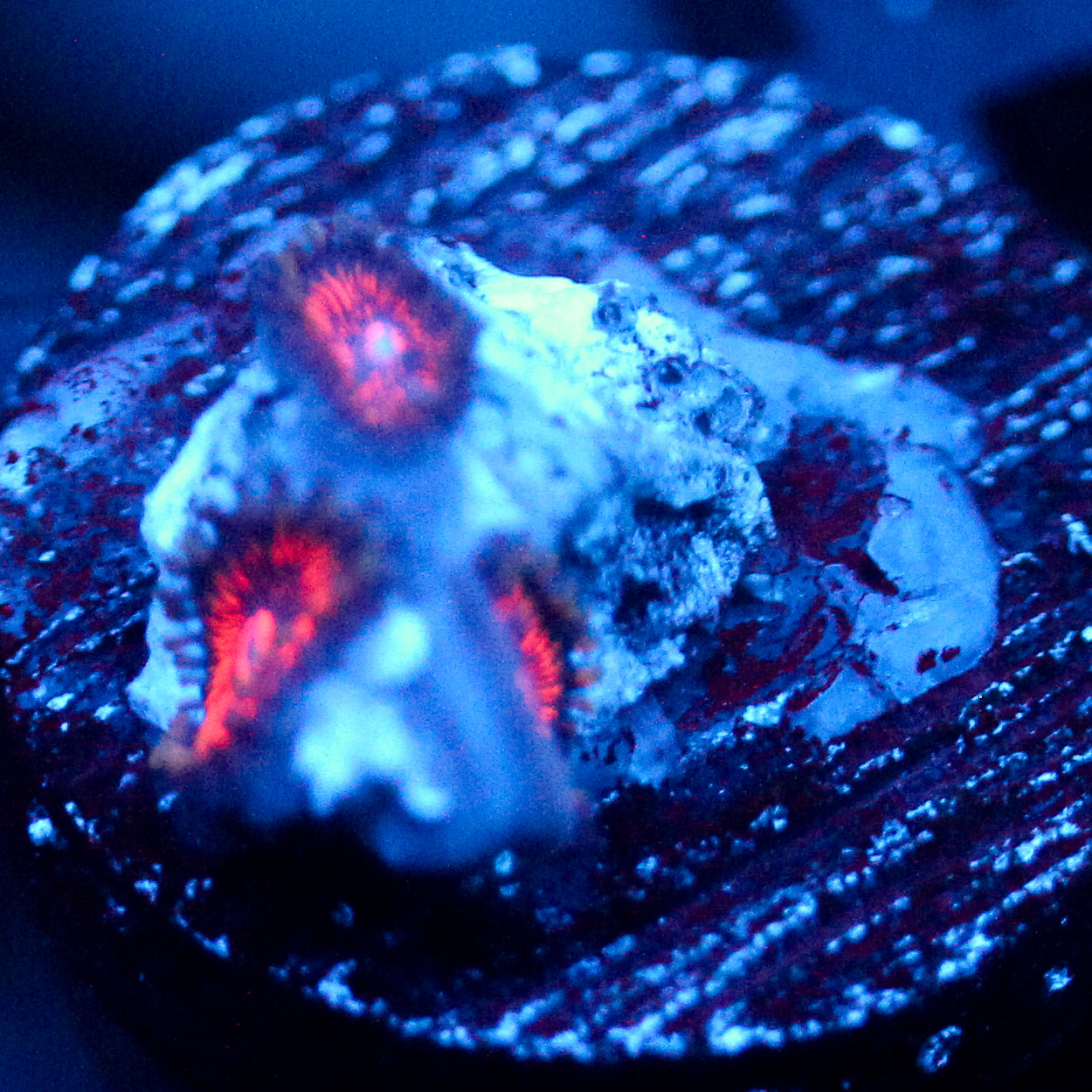 JC Extravaganza Zoanthid